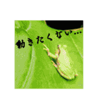 いろいろなどうぶつ（個別スタンプ：20）