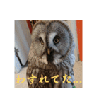 いろいろなどうぶつ（個別スタンプ：21）