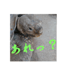 いろいろなどうぶつ（個別スタンプ：22）