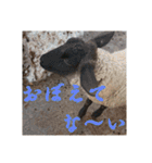 いろいろなどうぶつ（個別スタンプ：23）