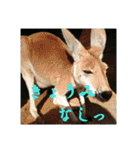 いろいろなどうぶつ（個別スタンプ：31）