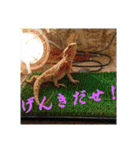 いろいろなどうぶつ（個別スタンプ：33）