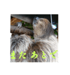 いろいろなどうぶつ（個別スタンプ：35）