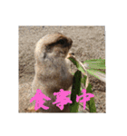 いろいろなどうぶつ（個別スタンプ：36）