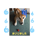エル柴3（個別スタンプ：6）