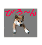 エル柴3（個別スタンプ：7）