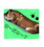 エル柴3（個別スタンプ：9）