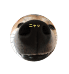 エル柴3（個別スタンプ：24）