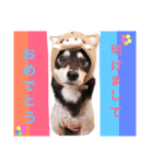 黒柴♡風太郎（個別スタンプ：1）