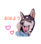 黒柴♡風太郎（個別スタンプ：5）