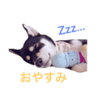黒柴♡風太郎（個別スタンプ：6）