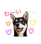 黒柴♡風太郎（個別スタンプ：8）