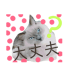 ラグドール テンテン（個別スタンプ：4）