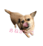 ぎんの日常2。（個別スタンプ：4）