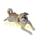 ぎんの日常2。（個別スタンプ：13）