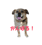 ぎんの日常2。（個別スタンプ：15）