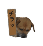 ぎんの日常2。（個別スタンプ：16）