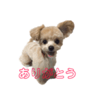 チワプーのえなちゃん（個別スタンプ：2）