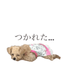 チワプーのえなちゃん（個別スタンプ：3）