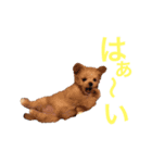チワプーのえなちゃん（個別スタンプ：5）