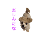 チワプーのえなちゃん（個別スタンプ：7）