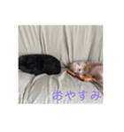 ミニチュアダックスフンドとトイプードル（個別スタンプ：2）
