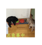 ミニチュアダックスフンドとトイプードル（個別スタンプ：4）