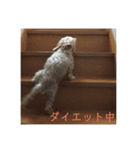 ミニチュアダックスフンドとトイプードル（個別スタンプ：5）