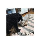 ミニチュアダックスフンドとトイプードル（個別スタンプ：6）
