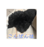 ミニチュアダックスフンドとトイプードル（個別スタンプ：7）