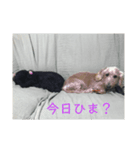ミニチュアダックスフンドとトイプードル（個別スタンプ：8）