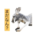 関西弁カンガルー（個別スタンプ：1）