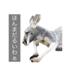 関西弁カンガルー（個別スタンプ：6）