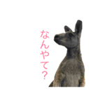 関西弁カンガルー（個別スタンプ：7）