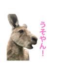 関西弁カンガルー（個別スタンプ：8）