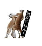 関西弁カンガルー（個別スタンプ：10）