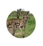 関西弁カンガルー（個別スタンプ：13）