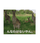 関西弁カンガルー（個別スタンプ：14）