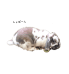 うさぎ3（個別スタンプ：2）