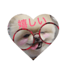 ポメラニアンおーちゃんの毎日（個別スタンプ：5）