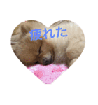 ポメラニアンおーちゃんの毎日（個別スタンプ：9）