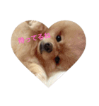 ポメラニアンおーちゃんの毎日（個別スタンプ：12）