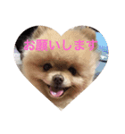 ポメラニアンおーちゃんの毎日（個別スタンプ：17）