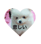 ポメラニアンおーちゃんの毎日（個別スタンプ：21）