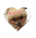 ポメラニアンおーちゃんの毎日（個別スタンプ：23）