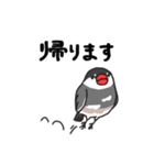 いろんな文鳥あつめました。（個別スタンプ：4）