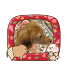 ダックス ららちゃんスタンプ1（個別スタンプ：5）