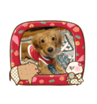 ダックス ららちゃんスタンプ1（個別スタンプ：7）
