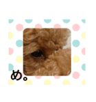 トイプードルのビビ。（個別スタンプ：7）