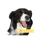 ボーダーコリーのココ（個別スタンプ：1）